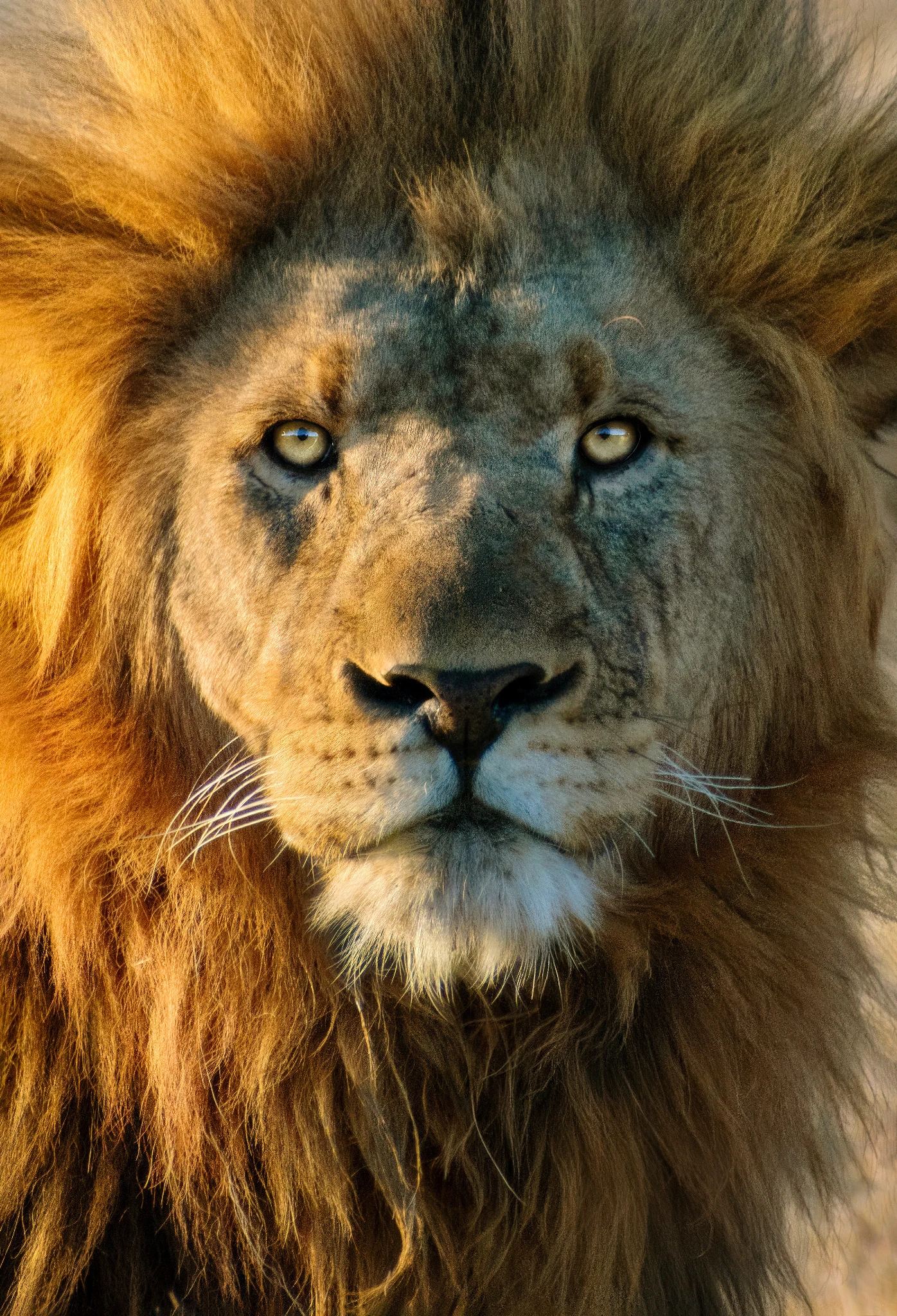 Lion portrait
